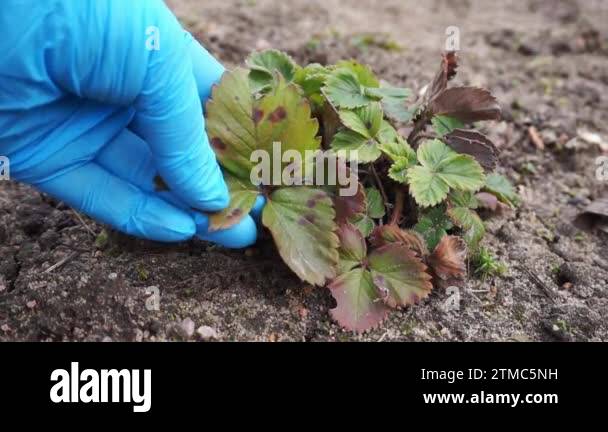 Infection symptoms leaf Stock Videos & Footage - HD and 4K Video Clips ...