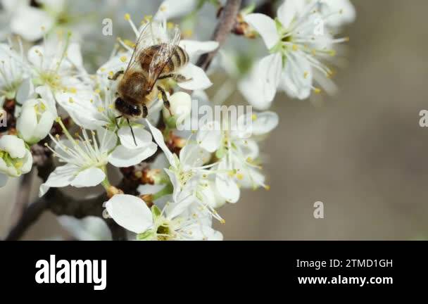Honey bee collects on fruit Stock Videos & Footage - HD and 4K Video ...