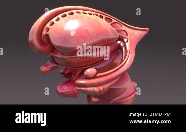 human brain inner anatomy Stock Video Footage - Alamy