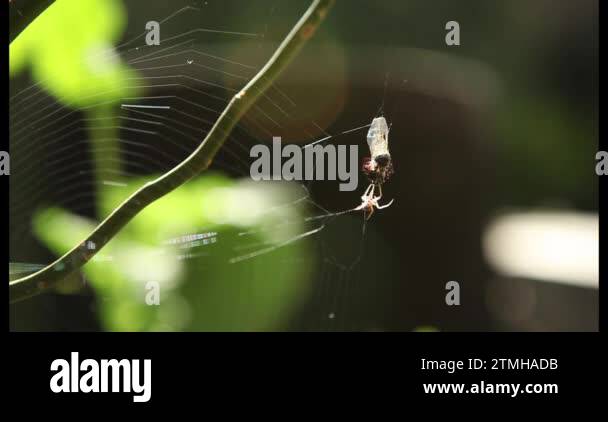 Attacking spider Stock Videos & Footage - HD and 4K Video Clips - Alamy