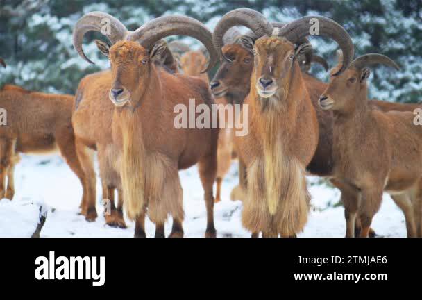 Barbary sheep (Ammotragus lervia) is a species of caprid (goat-antelope ...