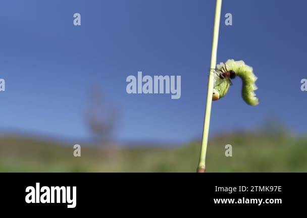 Mining insects Stock Videos & Footage - HD and 4K Video Clips - Alamy