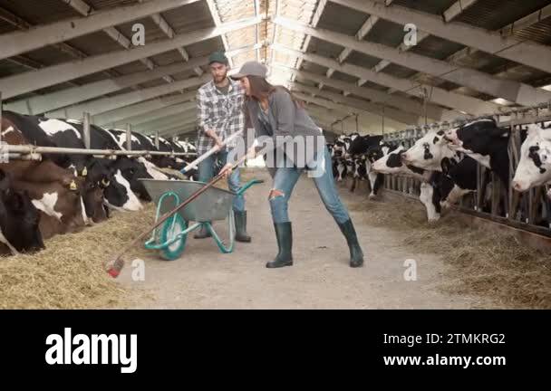 Using animals in farm work Stock Videos & Footage - HD and 4K Video ...
