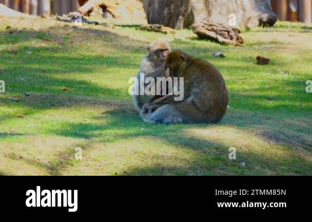 Male and female monkey Stock Videos & Footage - HD and 4K Video Clips ...