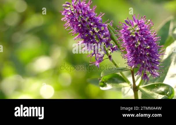 Hebe speciosa diosmifolia Inspiration HebsdIns New Zealand Hebe, Showy