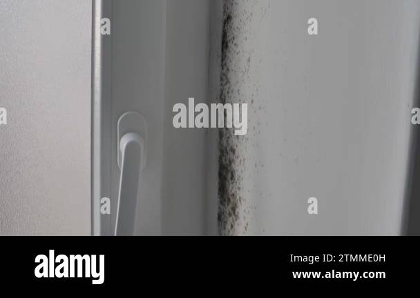 toxic mold and fungal bacteria on the wall in the corner near the door ...