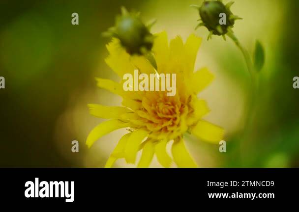 Top view dandelion Stock Videos & Footage - HD and 4K Video Clips - Alamy