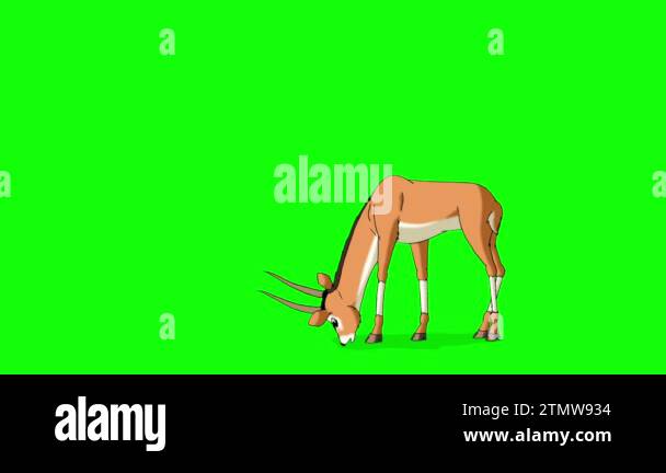 Gazelle green screen Stock Videos & Footage - HD and 4K Video Clips - Alamy