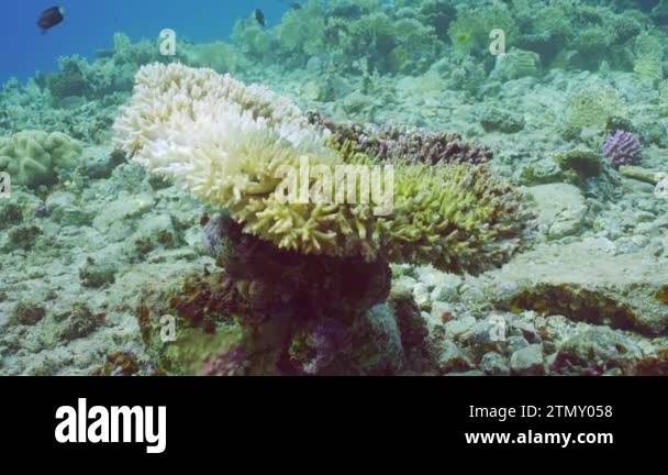 Process bleached Hard Table Coral Acropora, Slow motion. Bleaching and ...