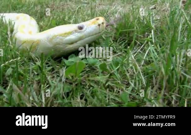 Python crawling Stock Videos & Footage - HD and 4K Video Clips - Alamy
