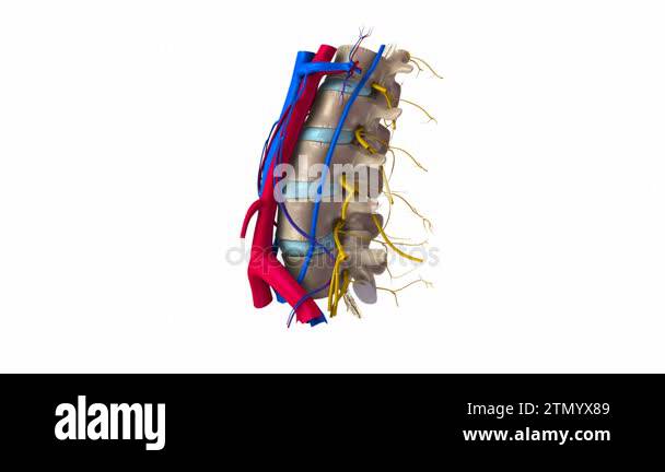 Lumbar Arteries And Veins