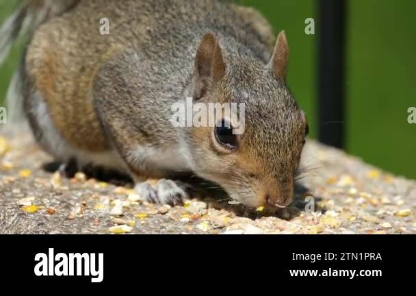 The eastern gray squirrel, also known, particularly outside of North