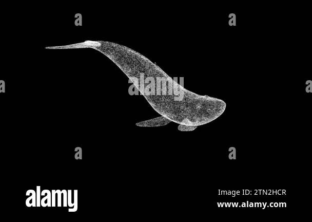 3D whale rotates on black bg. Object dissolved white flickering ...