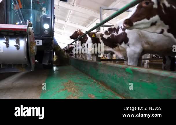 Tractor spreading silage to feeding herd of cows at milk factory