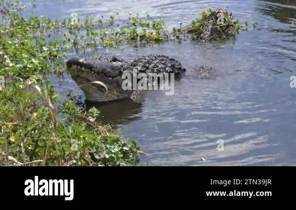 Bull mating not seal not illustration Stock Videos & Footage - HD and ...