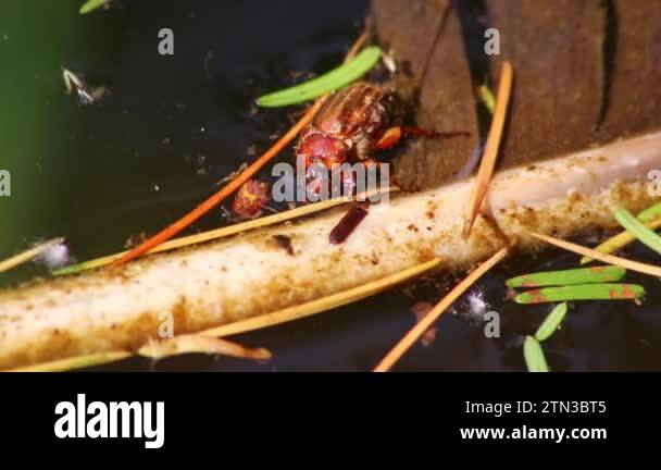 Drought Insect Thirsty may beetle in water of garden pond drowning or thirsty and ...