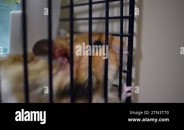 Intensity Evaluation Hamster Cage Leaks preview