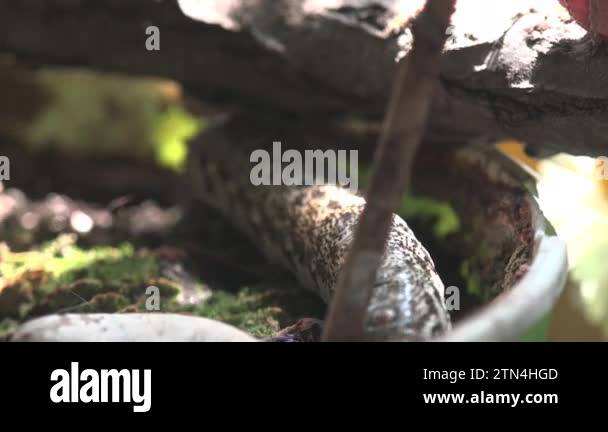 An Elephant Hawk-moth larva (Deilephila elpenor) feeding on lower ...
