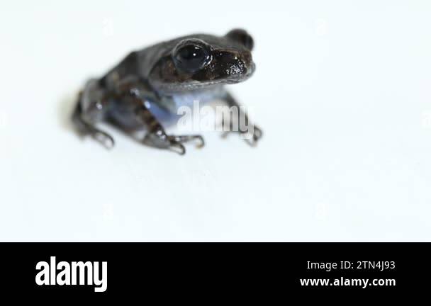 Hasselt's toad, Java spadefoot toad, Hasselt's litter frog ...