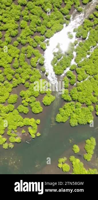 Flying above of greenery landscape of mangroves with river. Sunlight ...