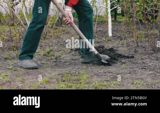 The man in the garden with a shovel digging a hole in the ground Stock ...
