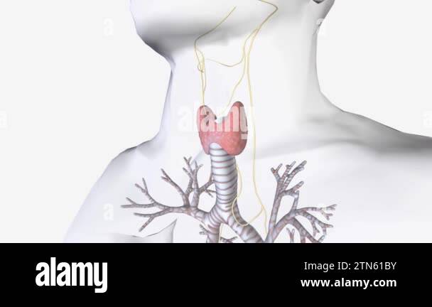 The parasympathetic division of the autonomic nervous system is the ...