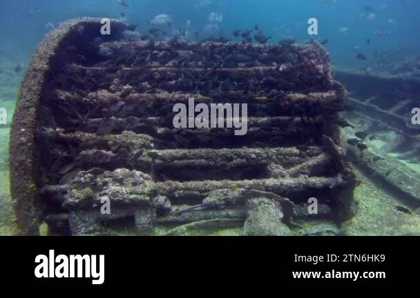 Fish swim around wreckage of ship underwater. It is home to incredible