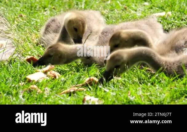 young Canadian geese Canada goose chicks eat bread lie on grass swallow