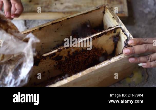 A close-up of a stingless beehive that produces one of the best honeys ...