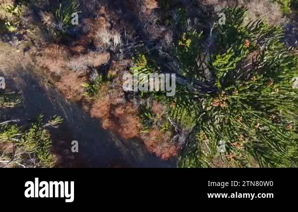 Overhead aerial view of the Araucaria araucana forest, also known as ...