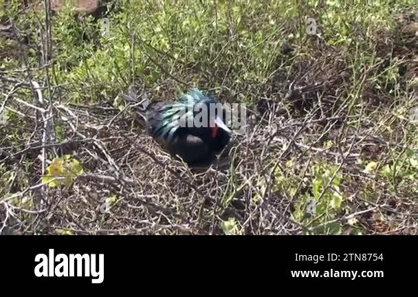 Two sea birds Blue-Footed Booby Dancing and Whistling Mating Call to ...