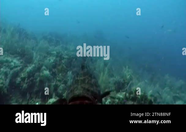 Atlantic marine life Stock Videos & Footage - HD and 4K Video Clips - Alamy