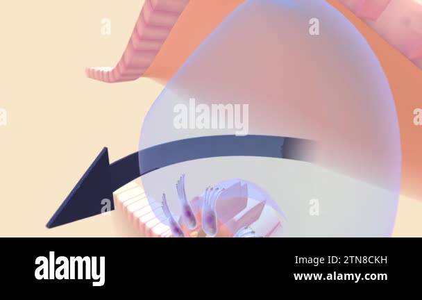 Ear sensory organ Stock Videos & Footage - HD and 4K Video Clips - Alamy