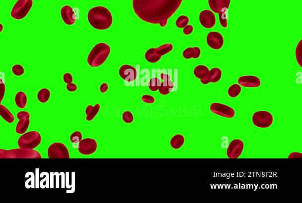3D rendering animation red blood cells in an artery, flow inside body ...