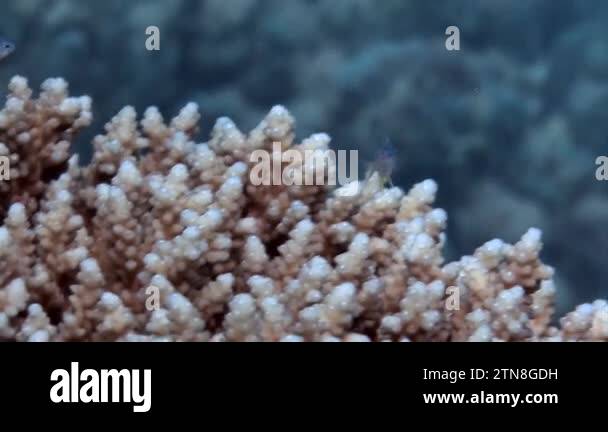 Macro video footage about coral Acropora microclados in underwater Red ...