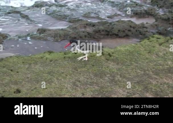 Near shore against the water, black frigate bird eats Galapagos. This