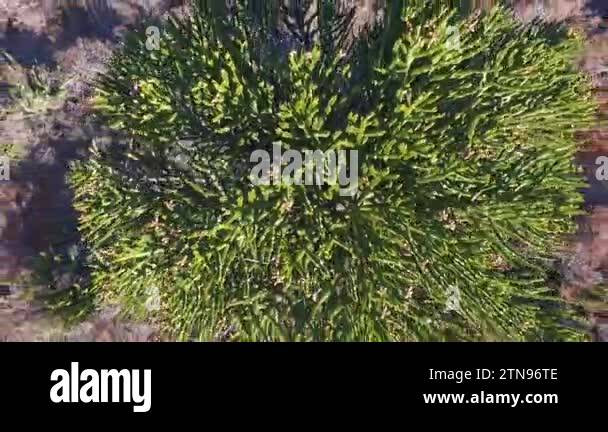 Overhead aerial view of an Araucaria araucana, also known as Monkey ...