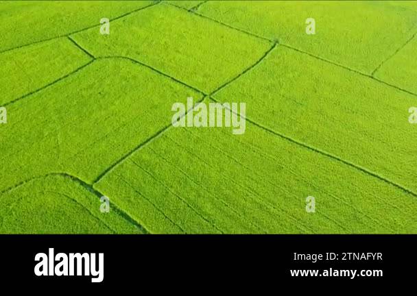 rice fields divided to plots by water channels and pathways Stock Video Biology Diagrams