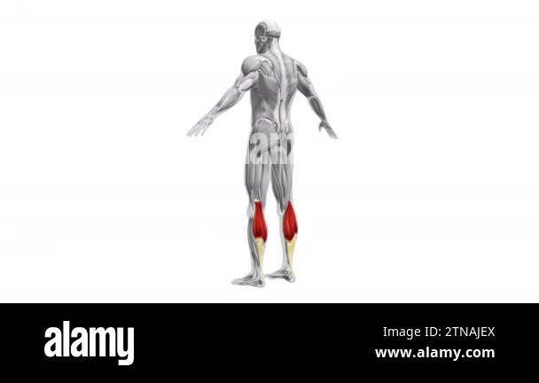 Anatomy of the Gastrocnemius Muscles Stock Video Footage - Alamy