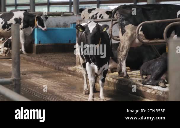 Modern farm barn with milking cows eating hay. Cows feeding on dairy ...