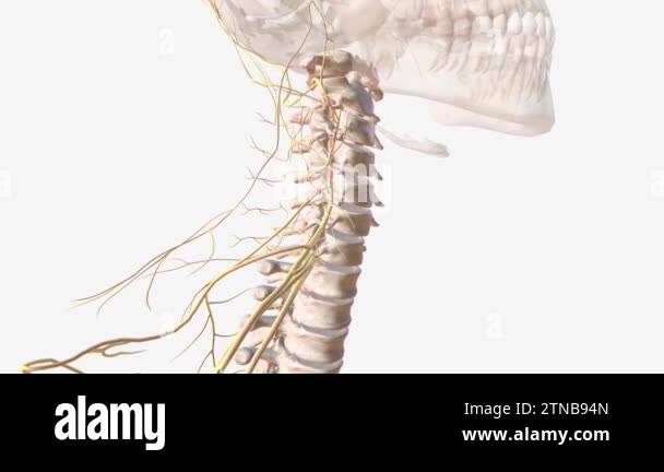 Nervous system spinal cord Stock Videos & Footage - HD and 4K Video ...