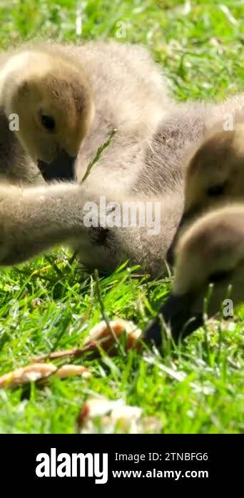young Canadian geese Canada goose chicks eat bread lie on grass swallow