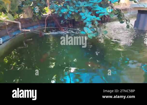 a beautiful ornamental fish pond in the yard, overgrown with aesthetic ...