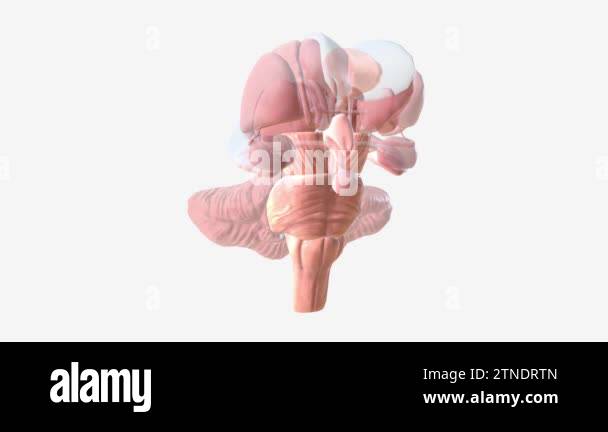 The brain consists of the cerebrum, the brainstem and the cerebellum ...
