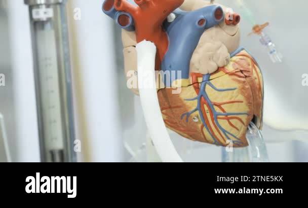 Blood circulation model Stock Videos & Footage - HD and 4K Video Clips ...