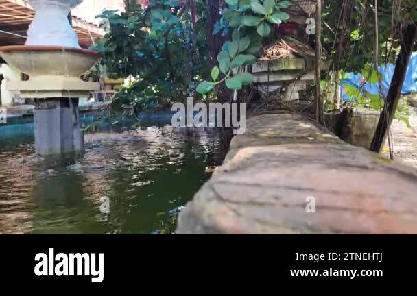 a beautiful ornamental fish pond in the yard, overgrown with aesthetic ...
