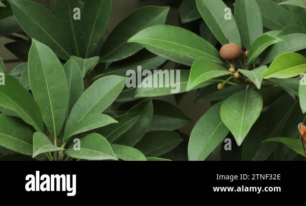 Chicle tree Stock Videos & Footage - HD and 4K Video Clips - Alamy