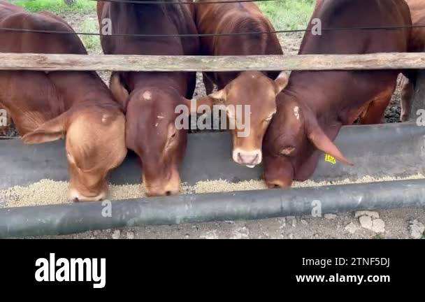 Queensland cattle station australia Stock Videos & Footage - HD and 4K ...