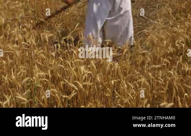 Farmer is cutting wheat.Farmer is reaping wheat manually with a scythe ...