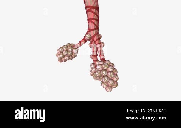 Respiratory bronchiole Stock Videos & Footage - HD and 4K Video Clips ...